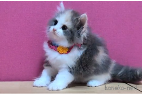 成約済の東京都のマンチカン-100756の4枚目